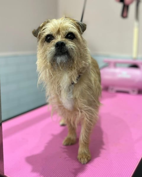 Lady before grooming